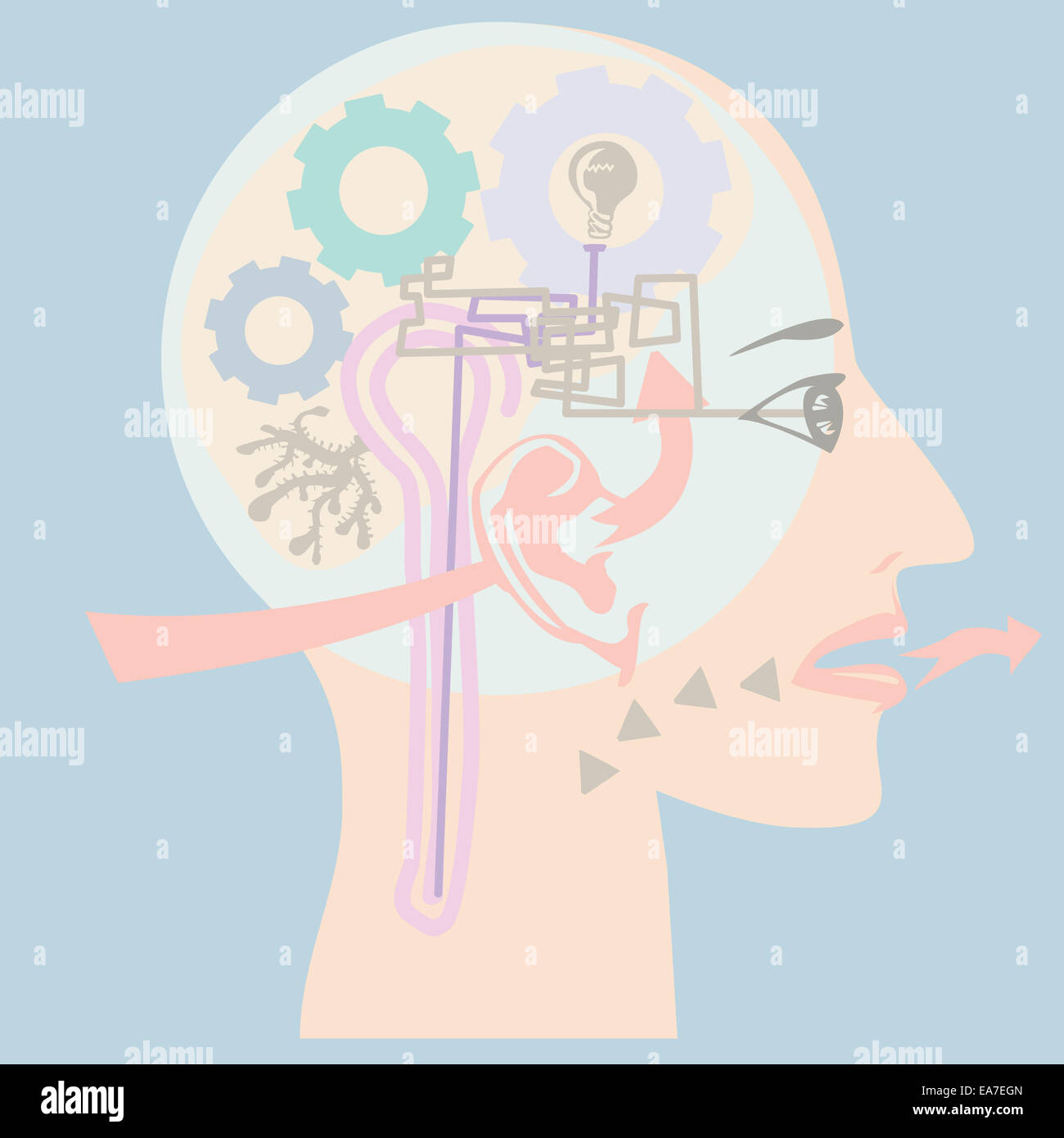 Human head showing many major human senses such as sight, smell, taste and hearing in vector Stock Photo