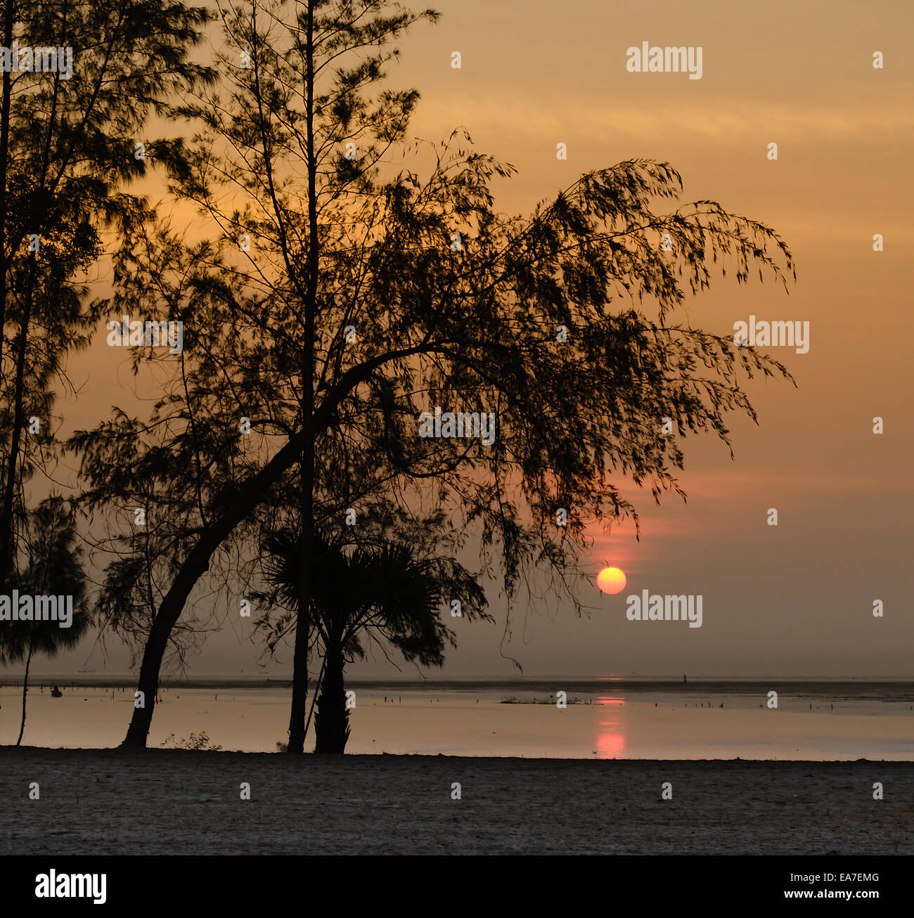 Silhouette pine tree hi-res stock photography and images - Alamy