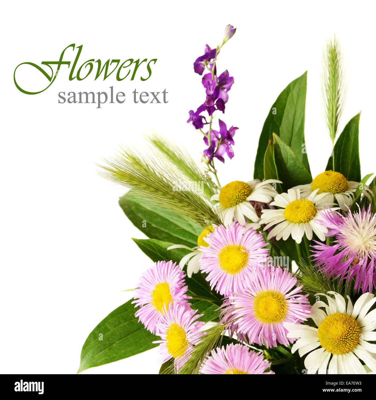 Bouquet of wildflowers isolated on white Stock Photo - Alamy