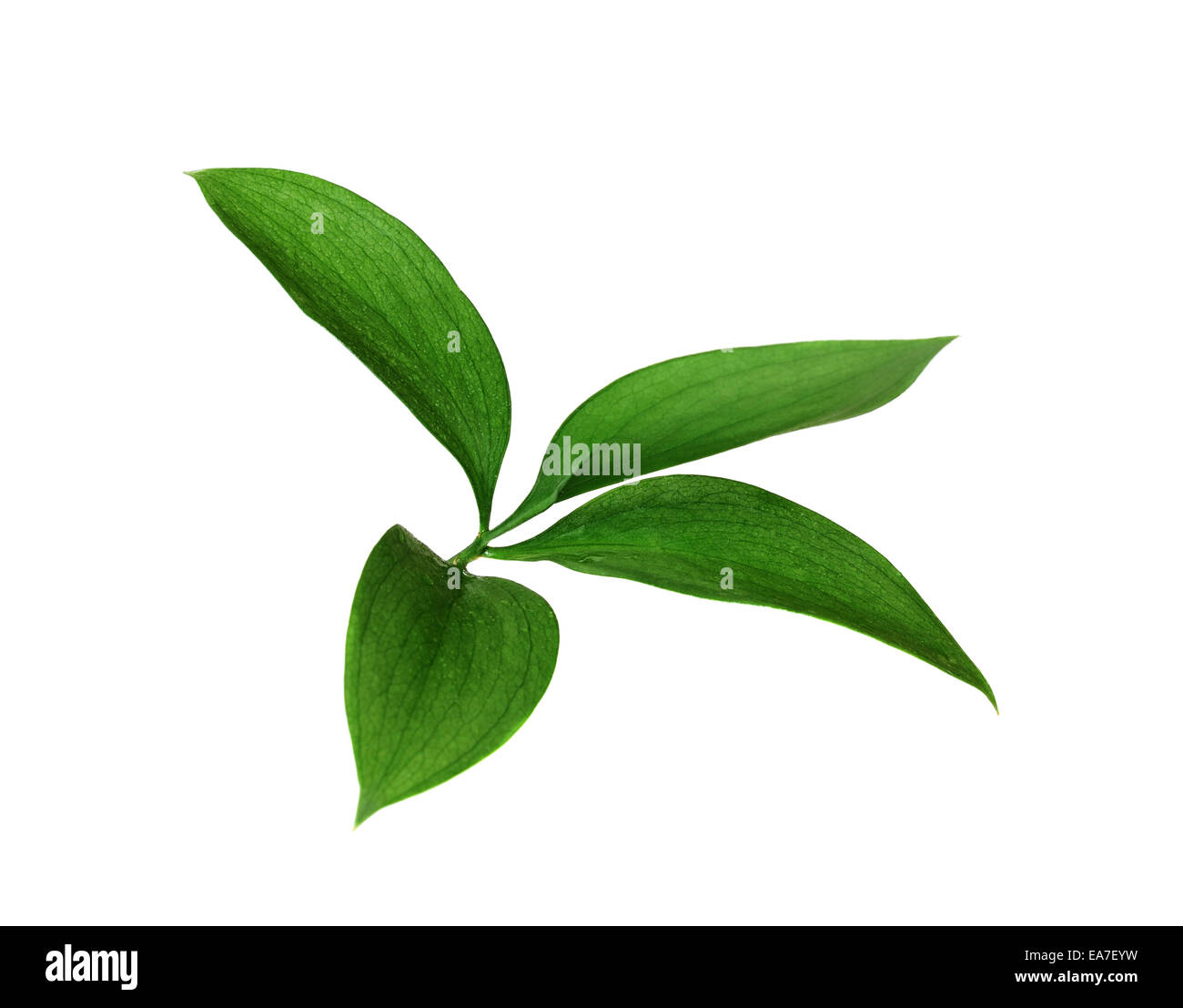 Green leaves isolated on white Stock Photo - Alamy