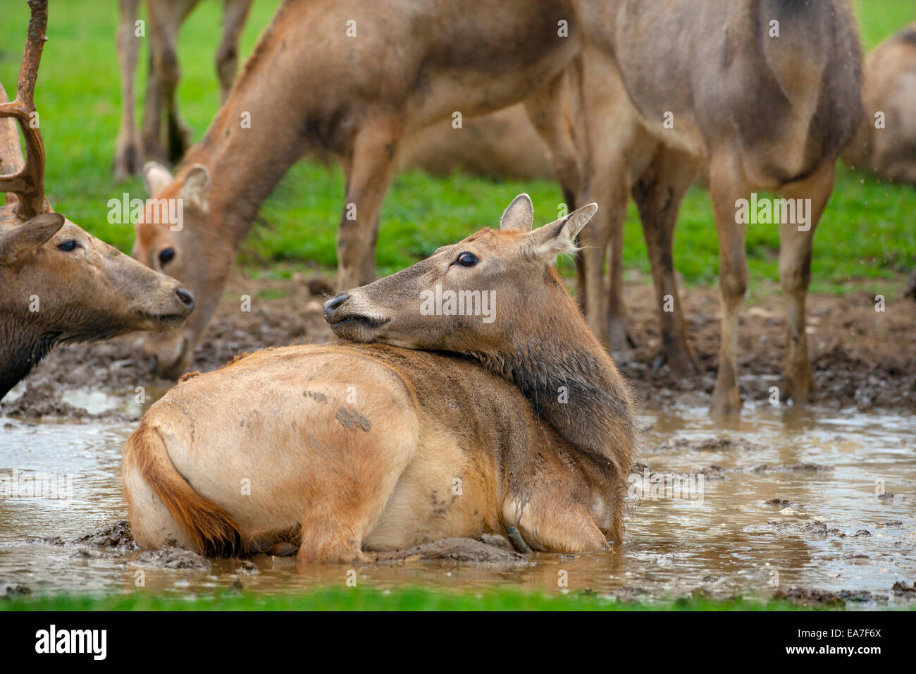 Pere Davids Deer Elaphurus davidianus Wallowing in mud bath Stock Photo