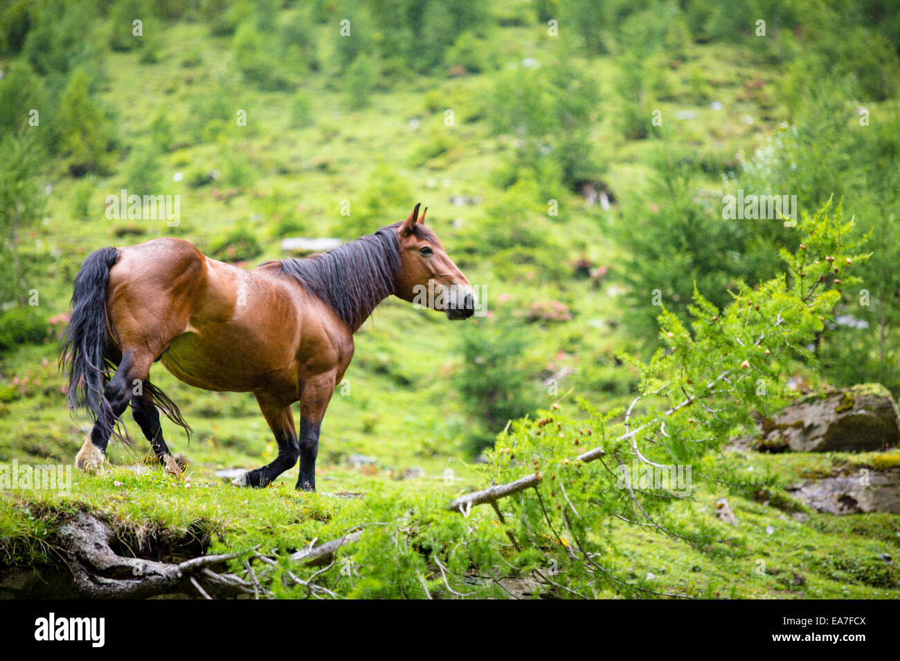 Horse in a valley Stock Photo