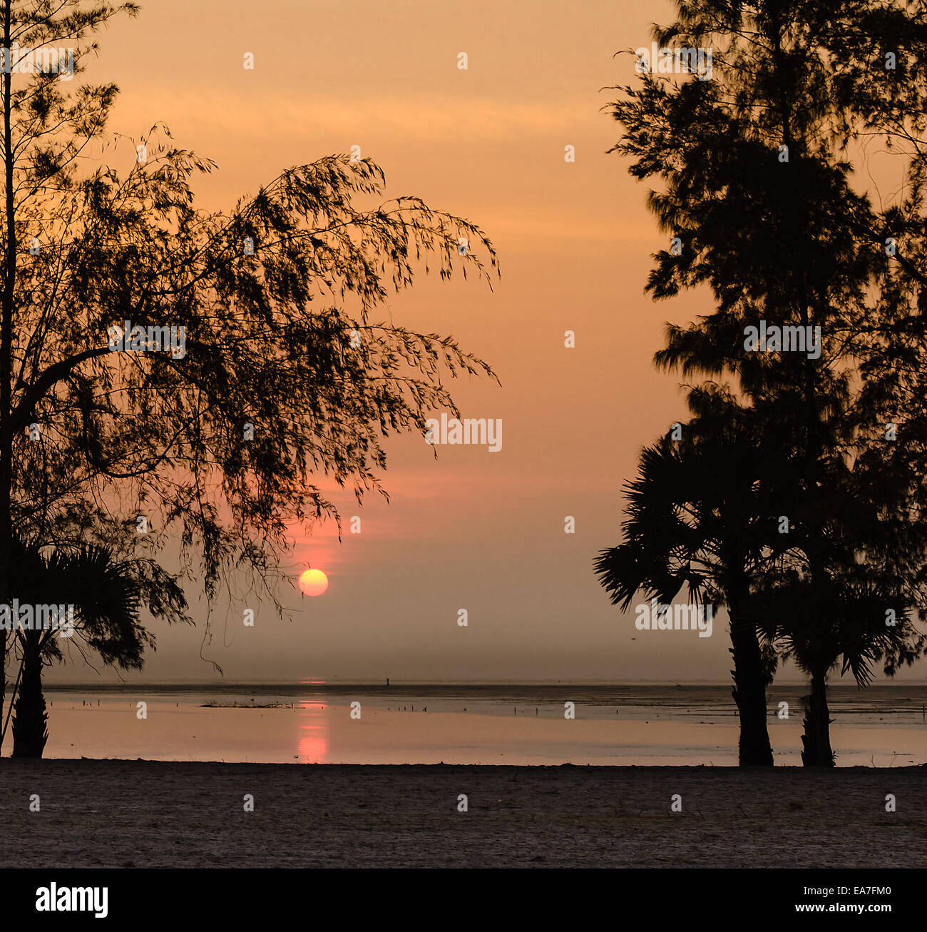 The Silhouette Pine Tree and Sunrise on Morning Sea Stock Photo - Alamy