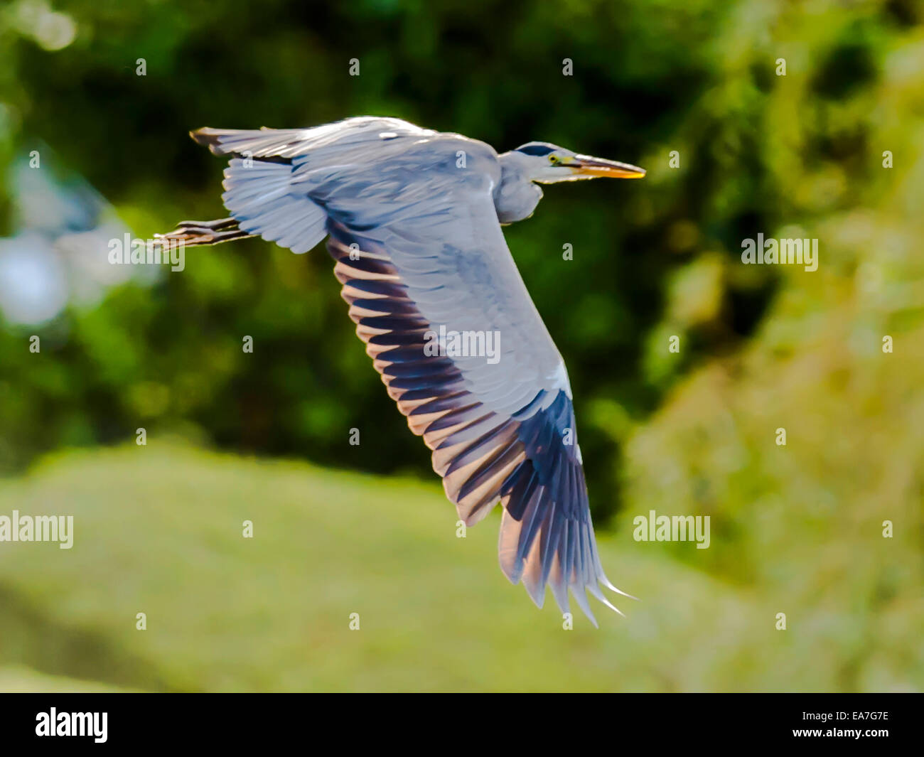 Grey Heron [Ardea cinerea] in full flight, isolated against floral background. Stock Photo