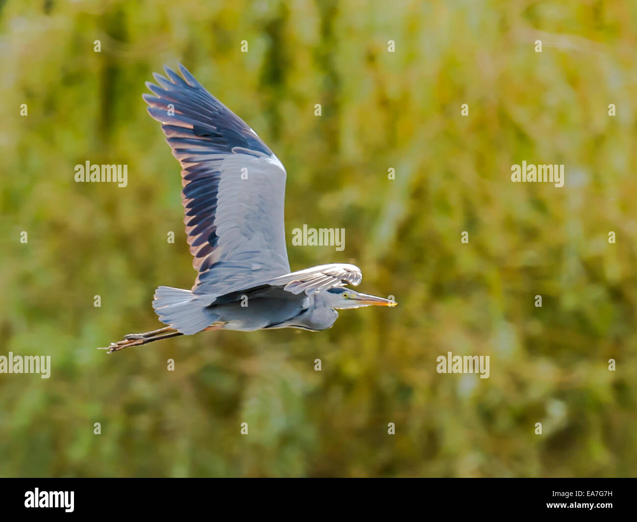 Grey Heron [Ardea cinerea] in full flight, isolated against floral background. Stock Photo