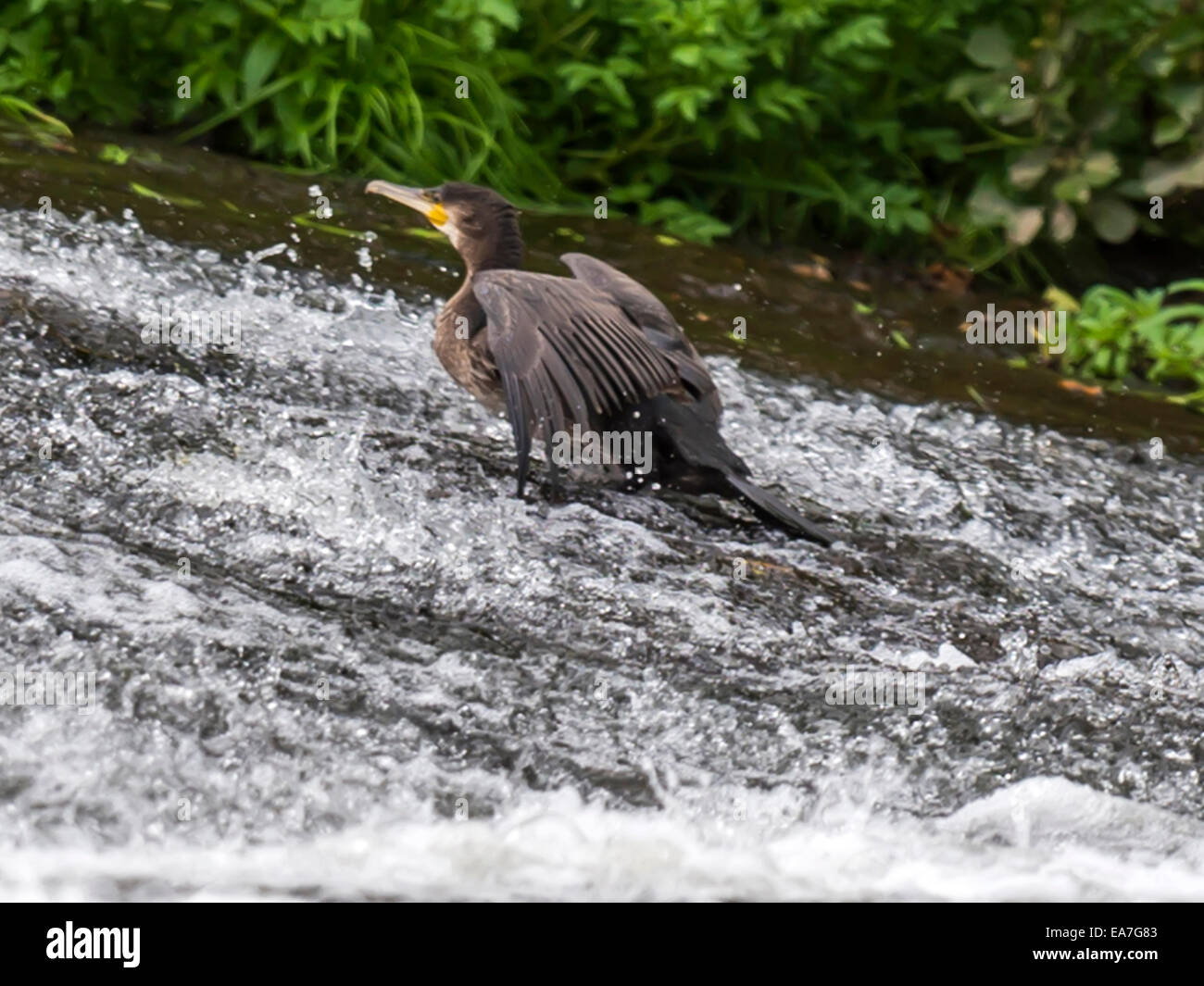 Wild Cormorant [Phalacrocoracidae] traverses the torrential weir waters near the river bank. Stock Photo