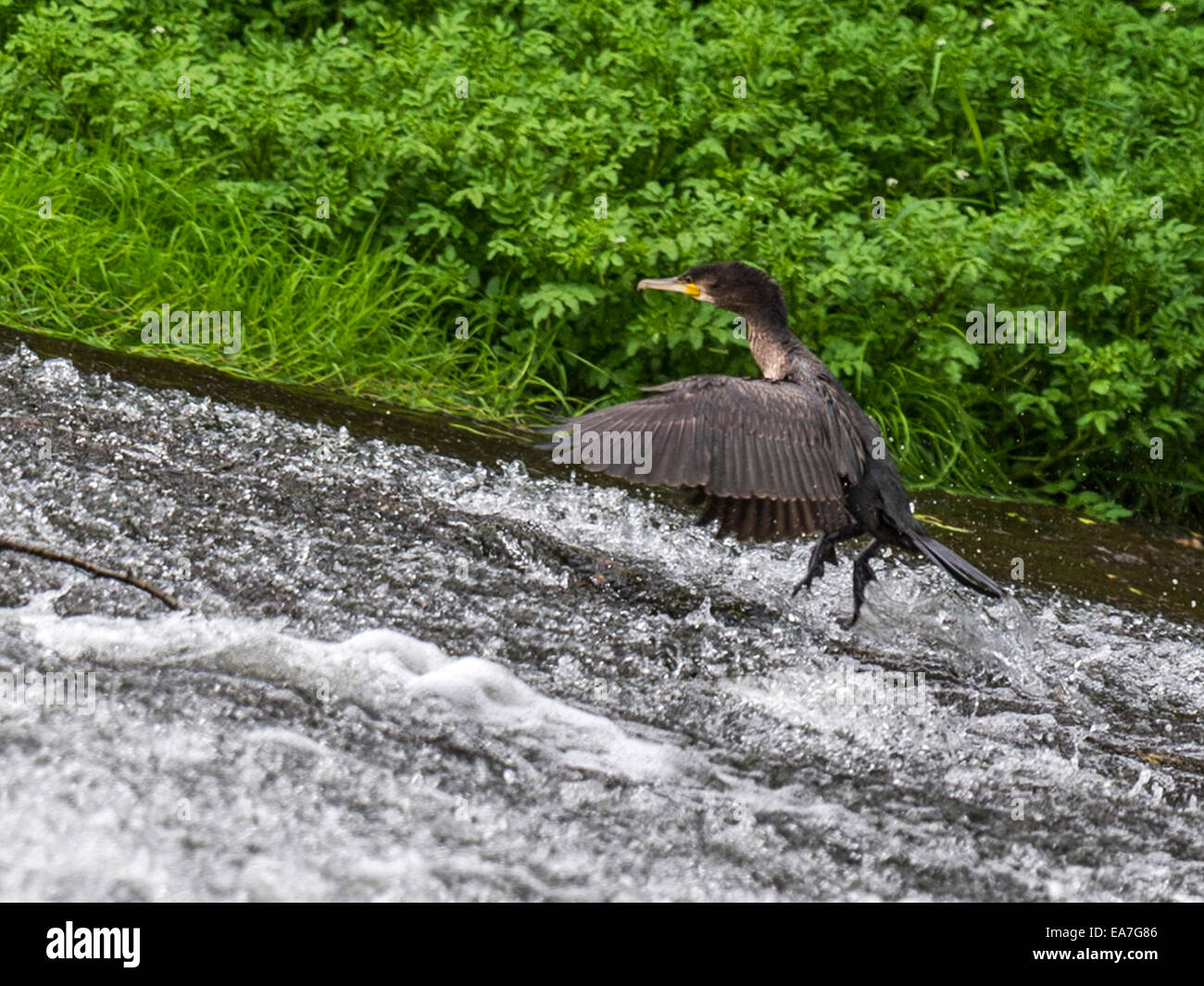 Wild Cormorant [Phalacrocoracidae] traverses the torrential weir waters near the river bank. Stock Photo