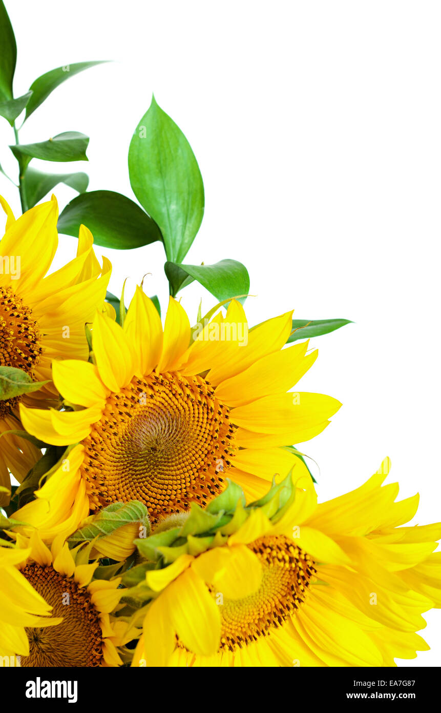 Sunflowers isolated on white background Stock Photo - Alamy