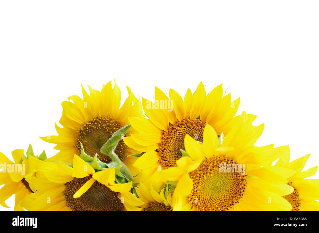 Sunflowers isolated on white background Stock Photo - Alamy
