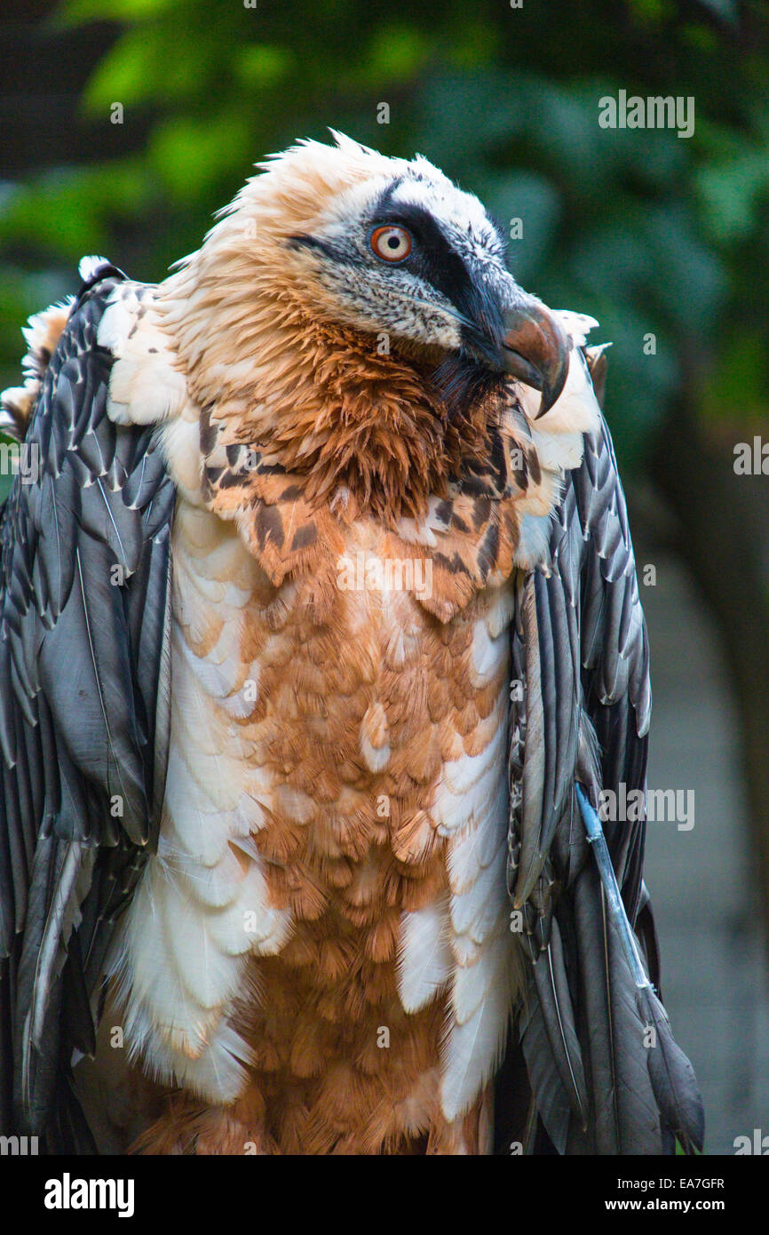 Bartgeier, Bearded vulture (Gypaetus barbatus) (captive) Stock Photo