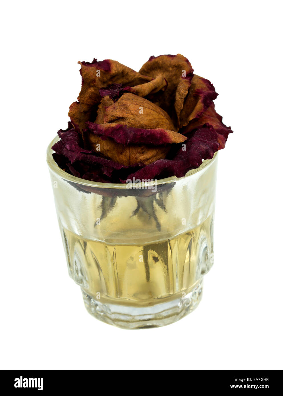 Withered rose in glass with dirty water on white background Stock Photo