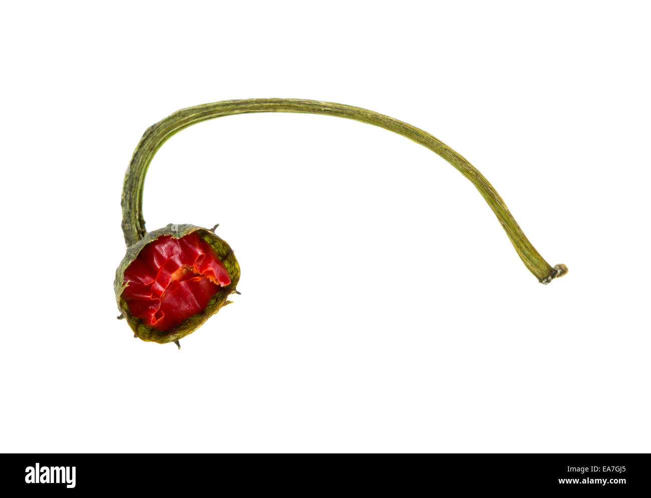 Residue of red hot pepper isolated over white background Stock Photo