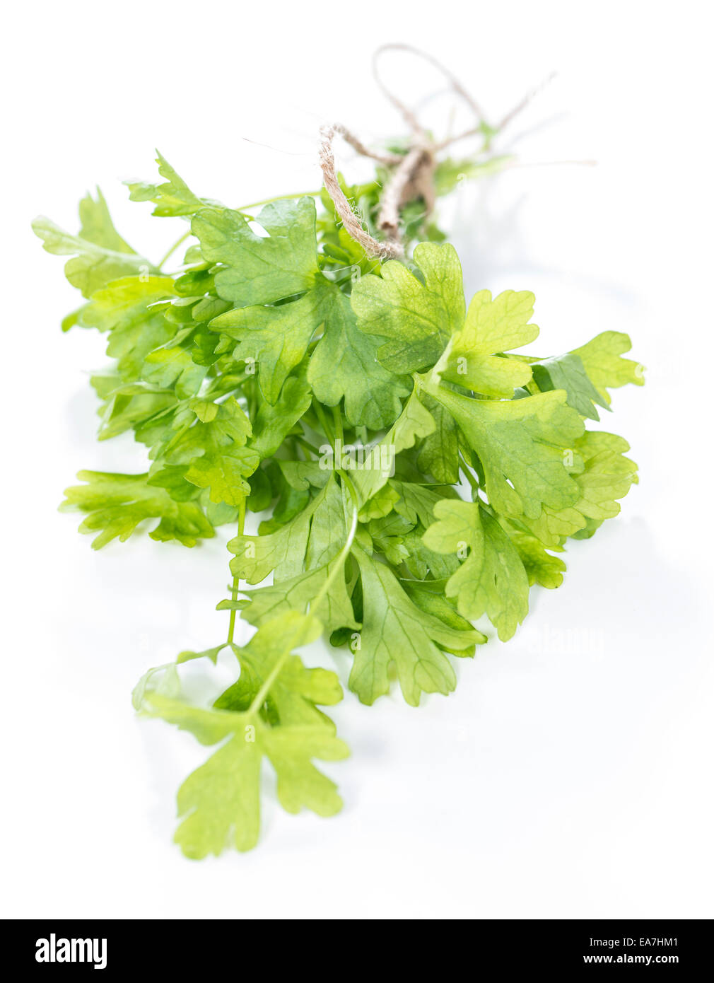 Portion of fresh Flat Leaf Parsley isolated on white background Stock