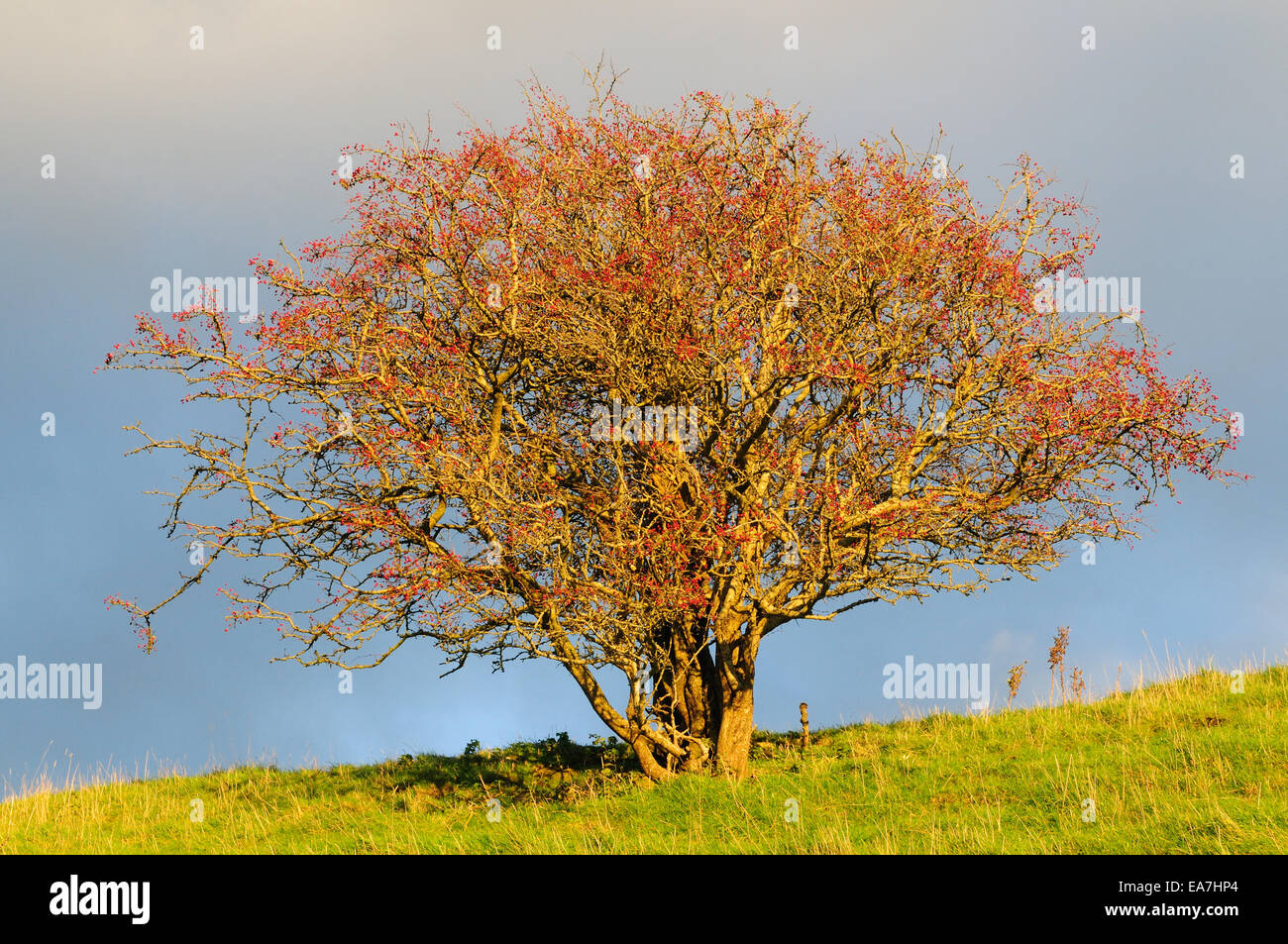 Hawthorn tree with berries against a dramatic sky Carmarthenshire Wales Cymru UK GB Stock Photo