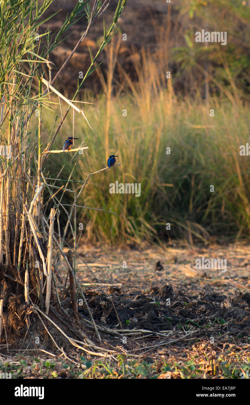 Two perching Malagasy kingfishers at Iharana bush camp Madagascar Stock Photo