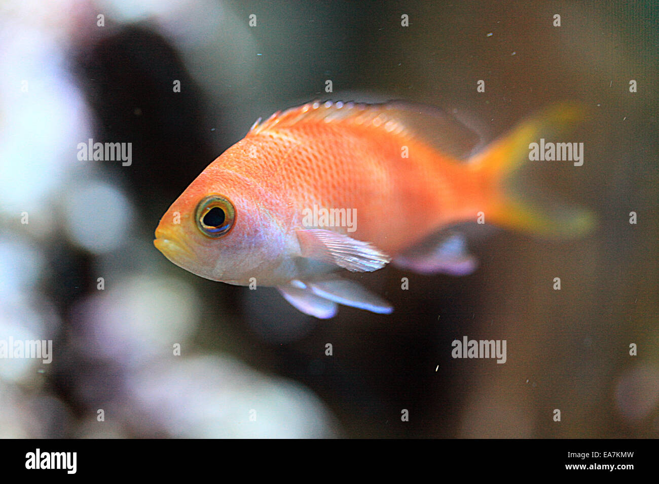 Resplendent Anthias Pseudanthias pulcherrimus Female Stock Photo