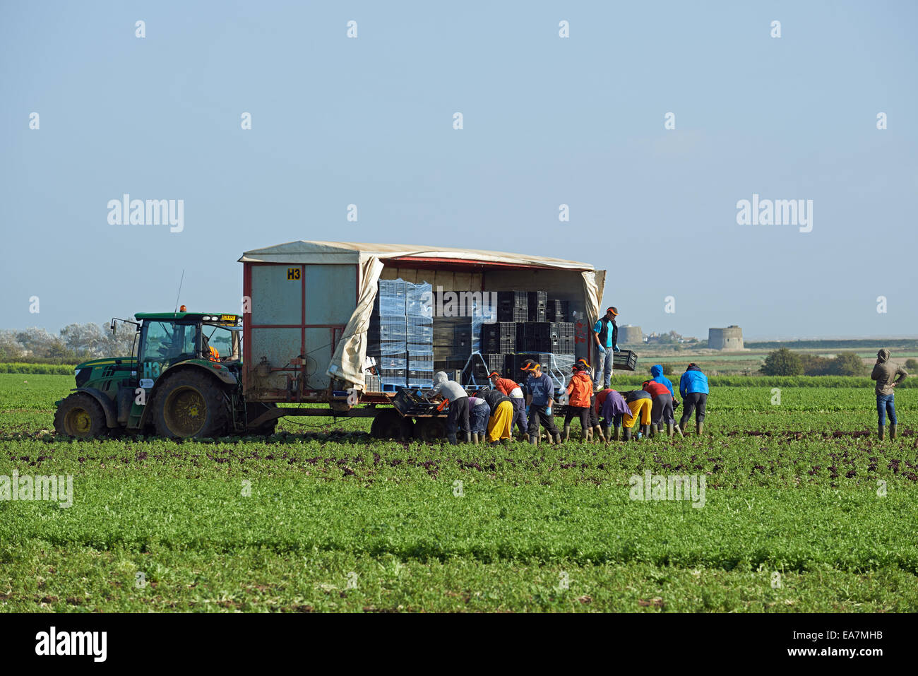Migrant workers from Eastern Europe harvesting lettuces, Bawdsey, Suffolk, UK. Stock Photo