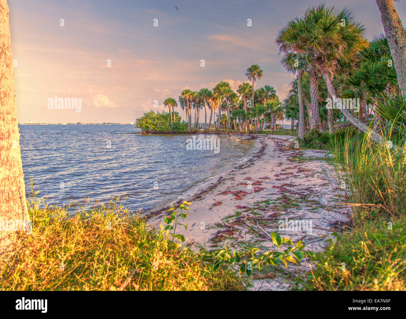 Shoreline brush hi-res stock photography and images - Alamy