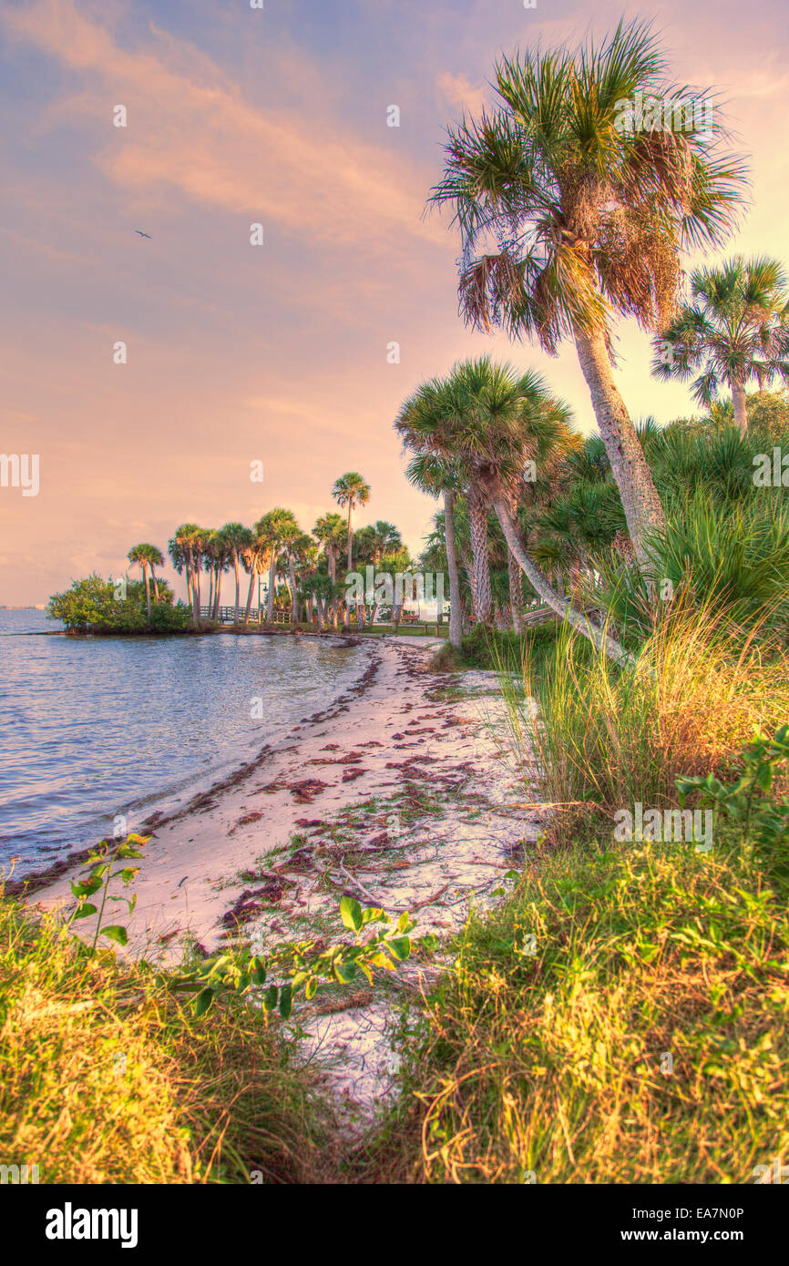 Shoreline brush hi-res stock photography and images - Alamy