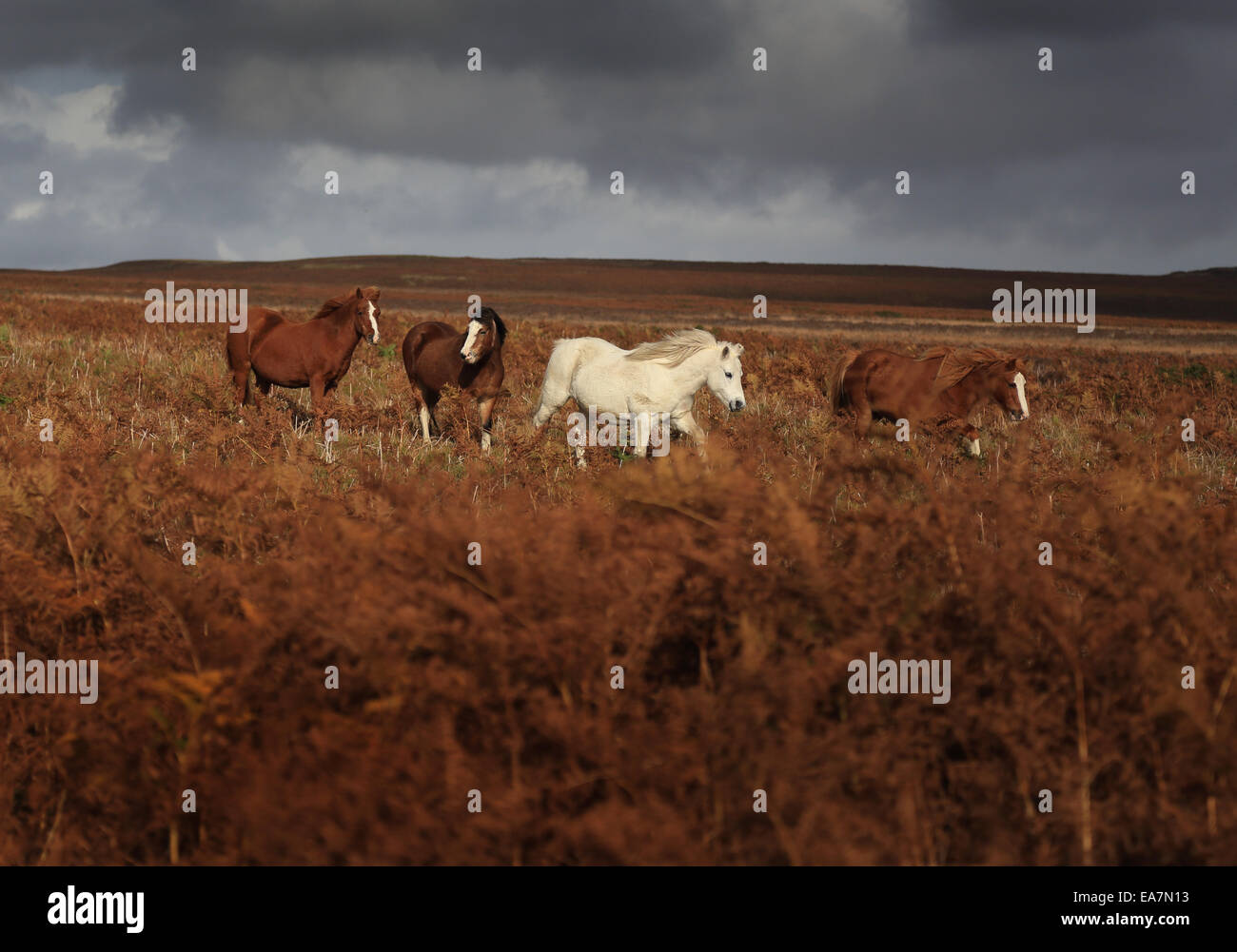 A small herd of wild Welsh ponies on the Rhulen Hills at Eberedw, near Built Wells, Wales Stock Photo