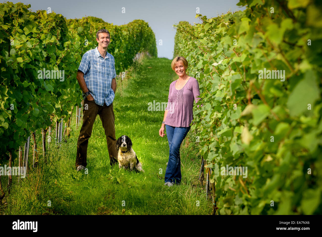 Co-owner Alison Nightingale and her husband Nick at their vineyard  Albourne Estate in West Sussex. Stock Photo