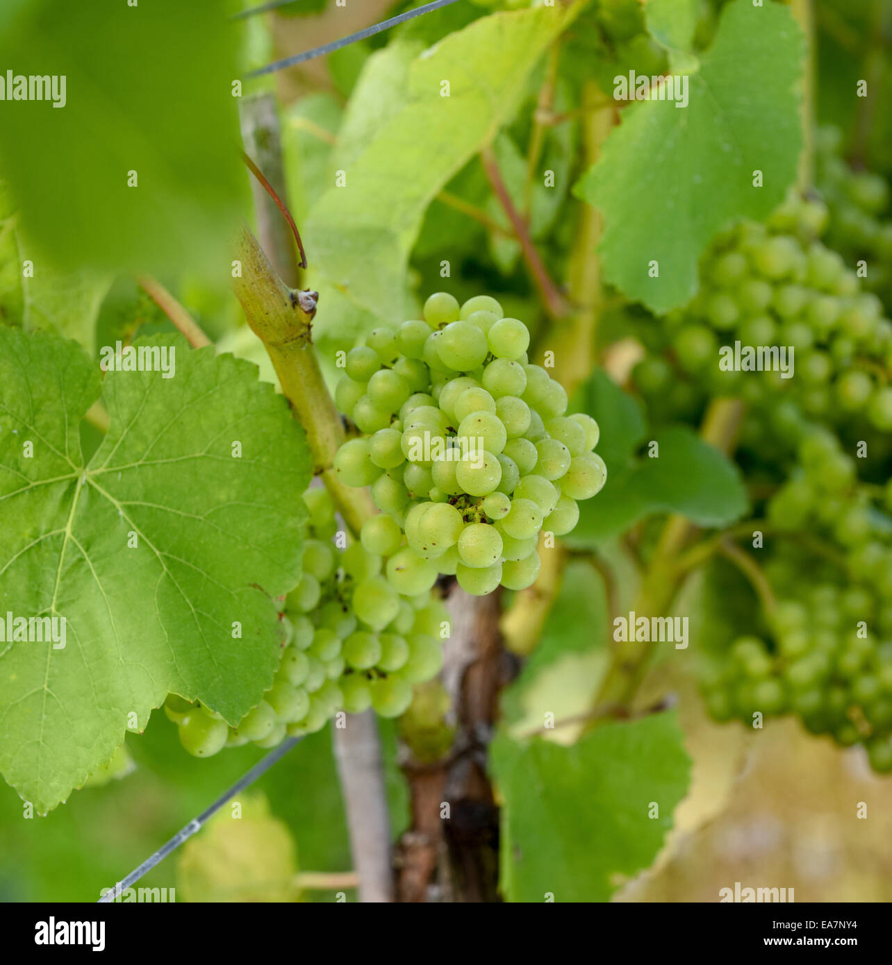 Grapes on the vine at Albourne Estate Vineyard, West Sussex, UK. Stock Photo