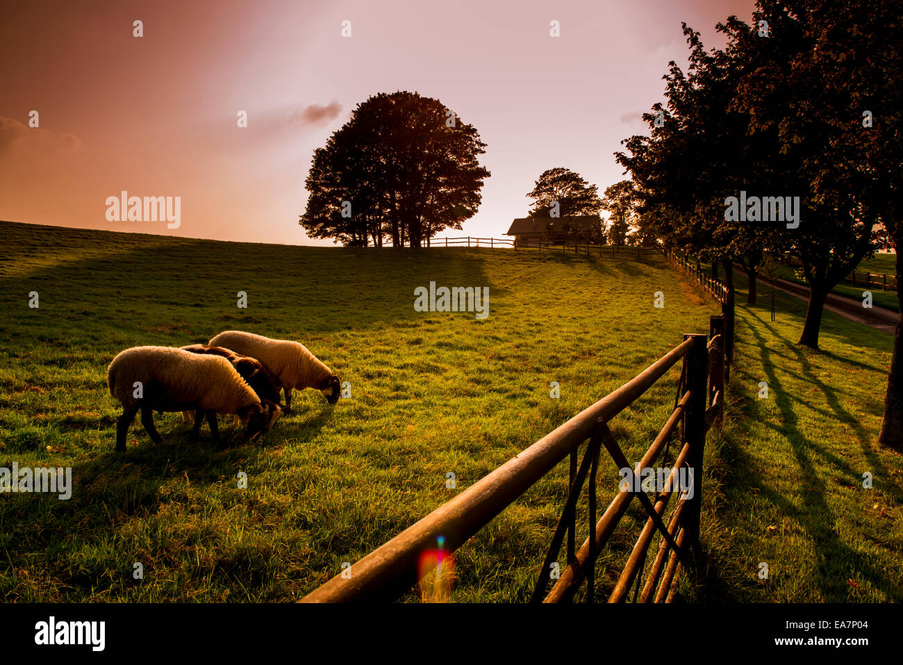 Sheep in the fields around Albourne Estate Vineyard in West Sussex, UK. Stock Photo