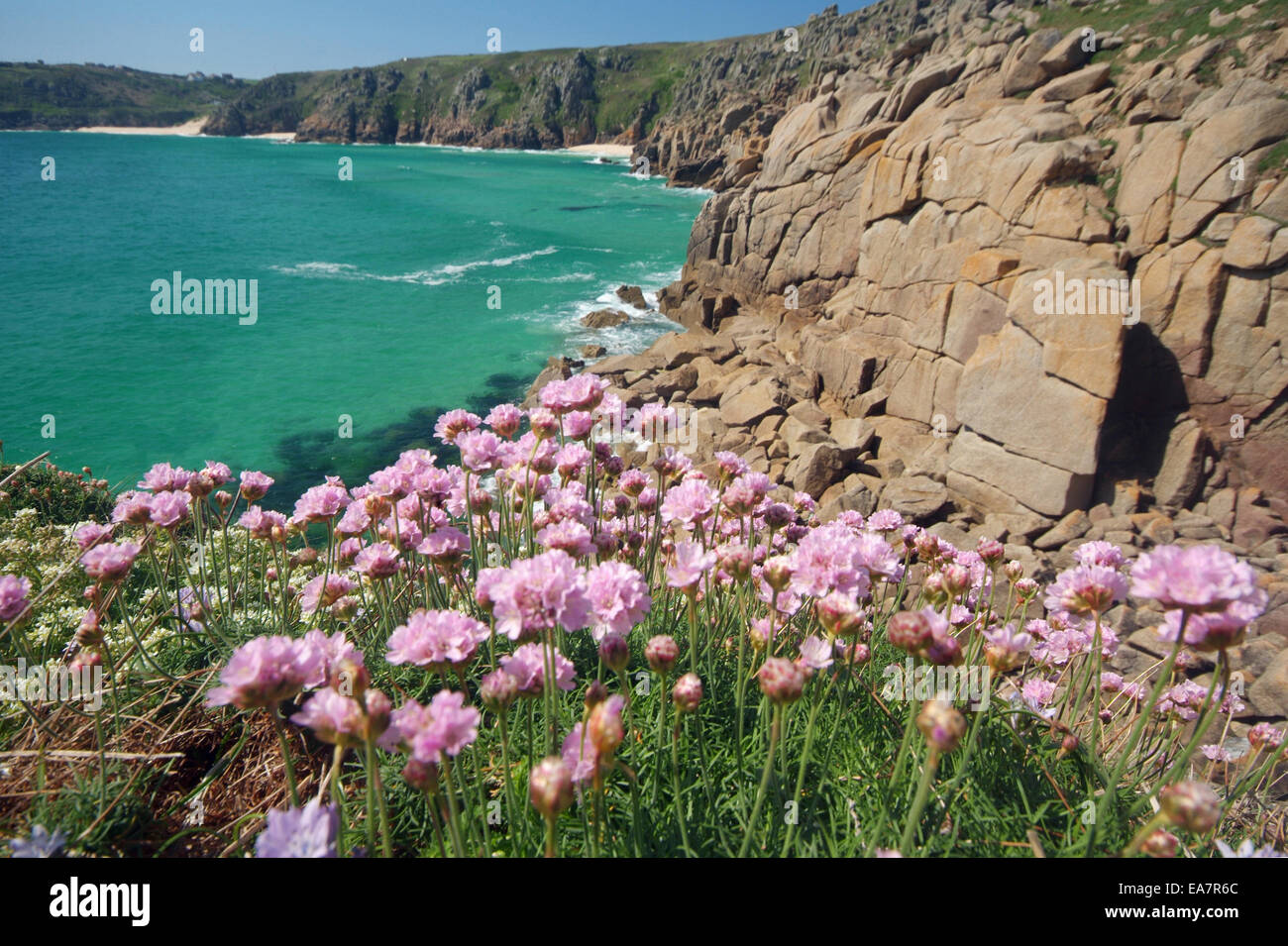 Close up of Spring flowers on Treen Cliff above beach & sea at