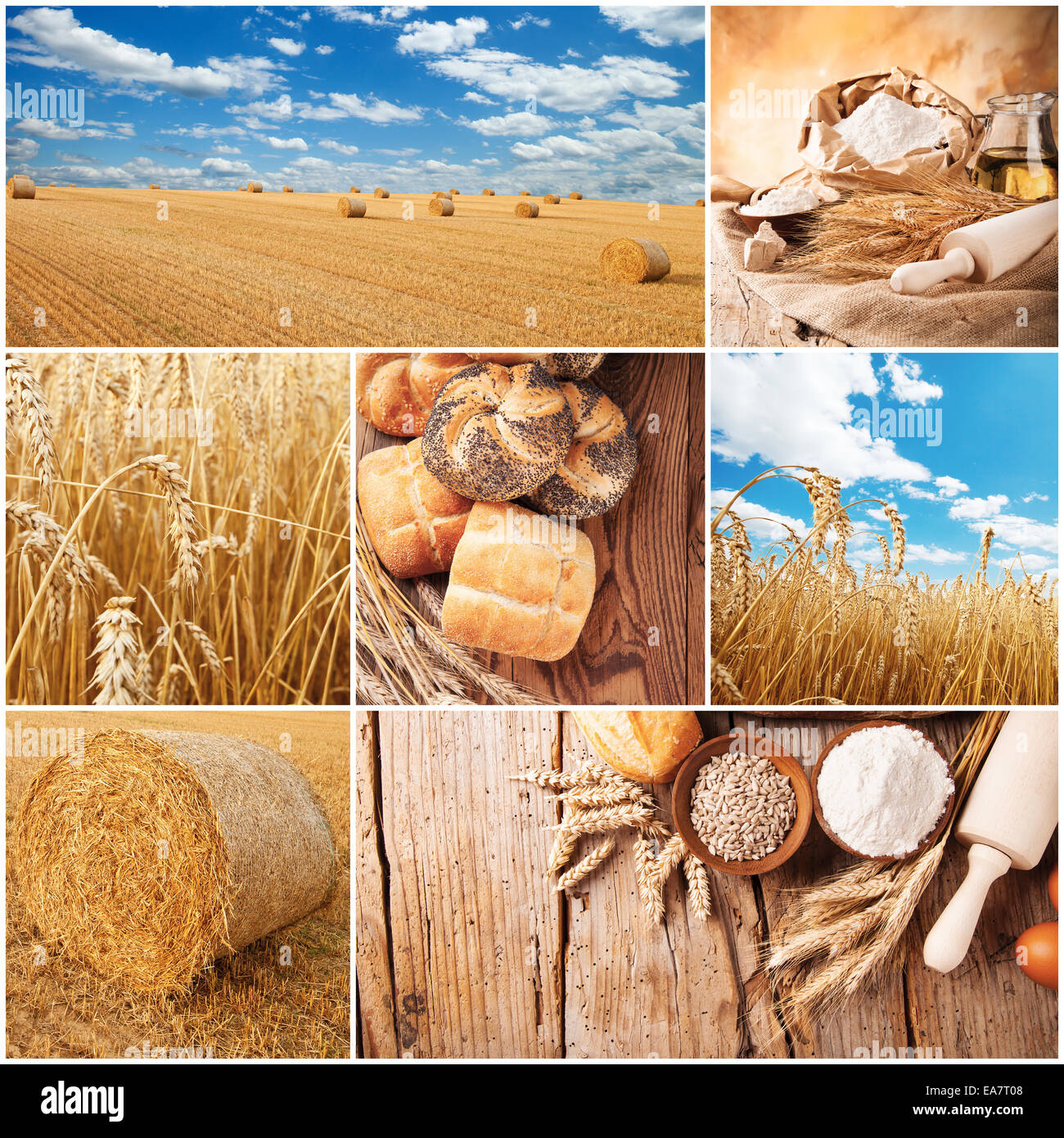 Concept of wheat cycle. Field, harvesting and products Stock Photo