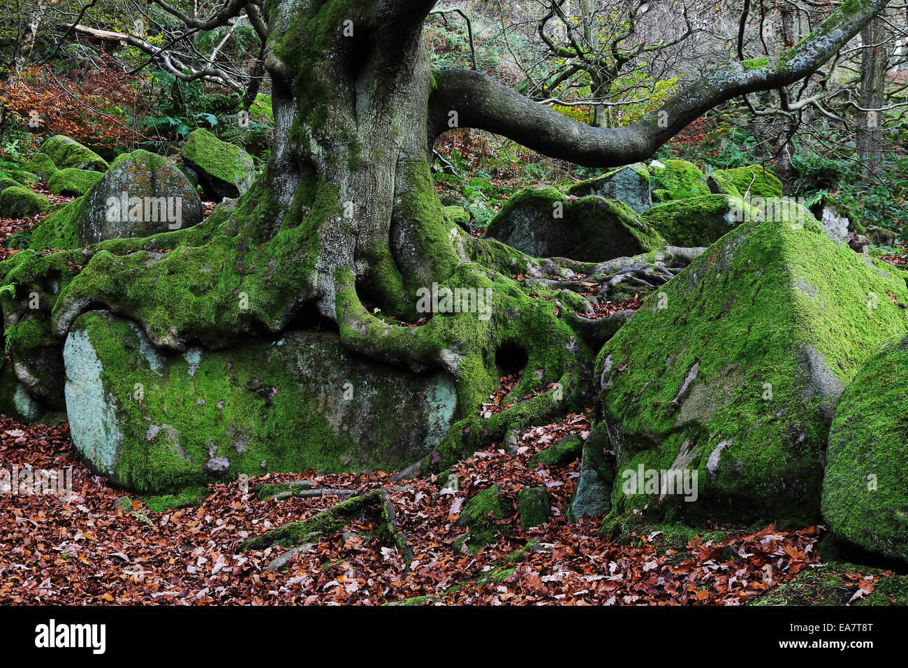 Tree and rocks in Padley Gorge, Derbyshire, England Stock Photo