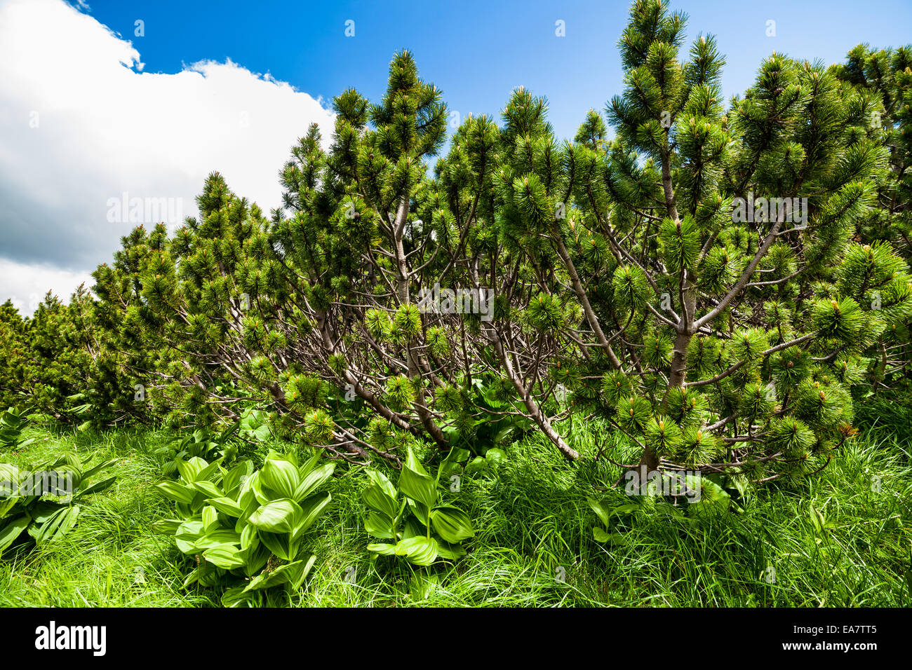 Forest of scrub mountain pines (pinus mugo) under blue sky Stock Photo