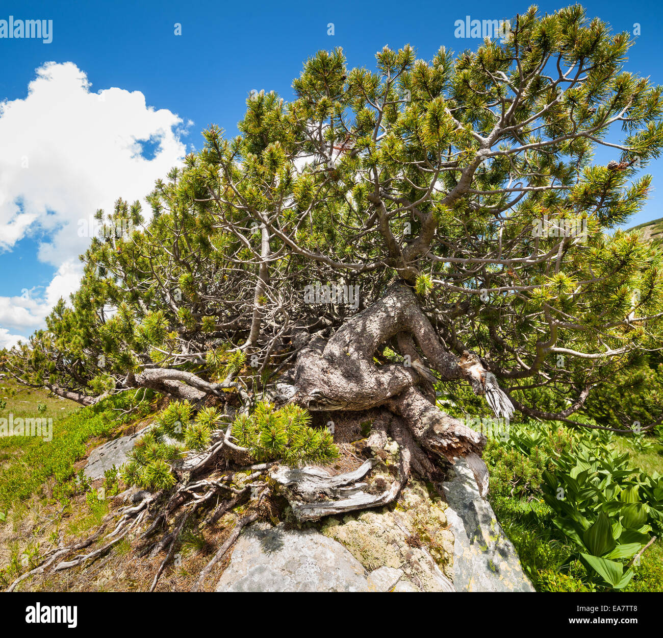 Forest of scrub mountain pines (pinus mugo) under blue sky Stock Photo