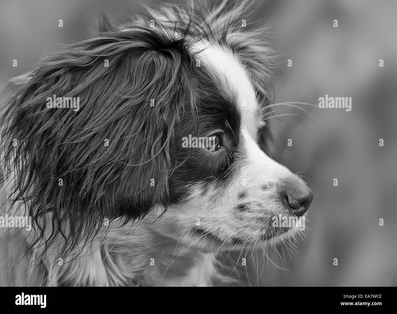 Collie Cross breed dog portrait Stock Photo