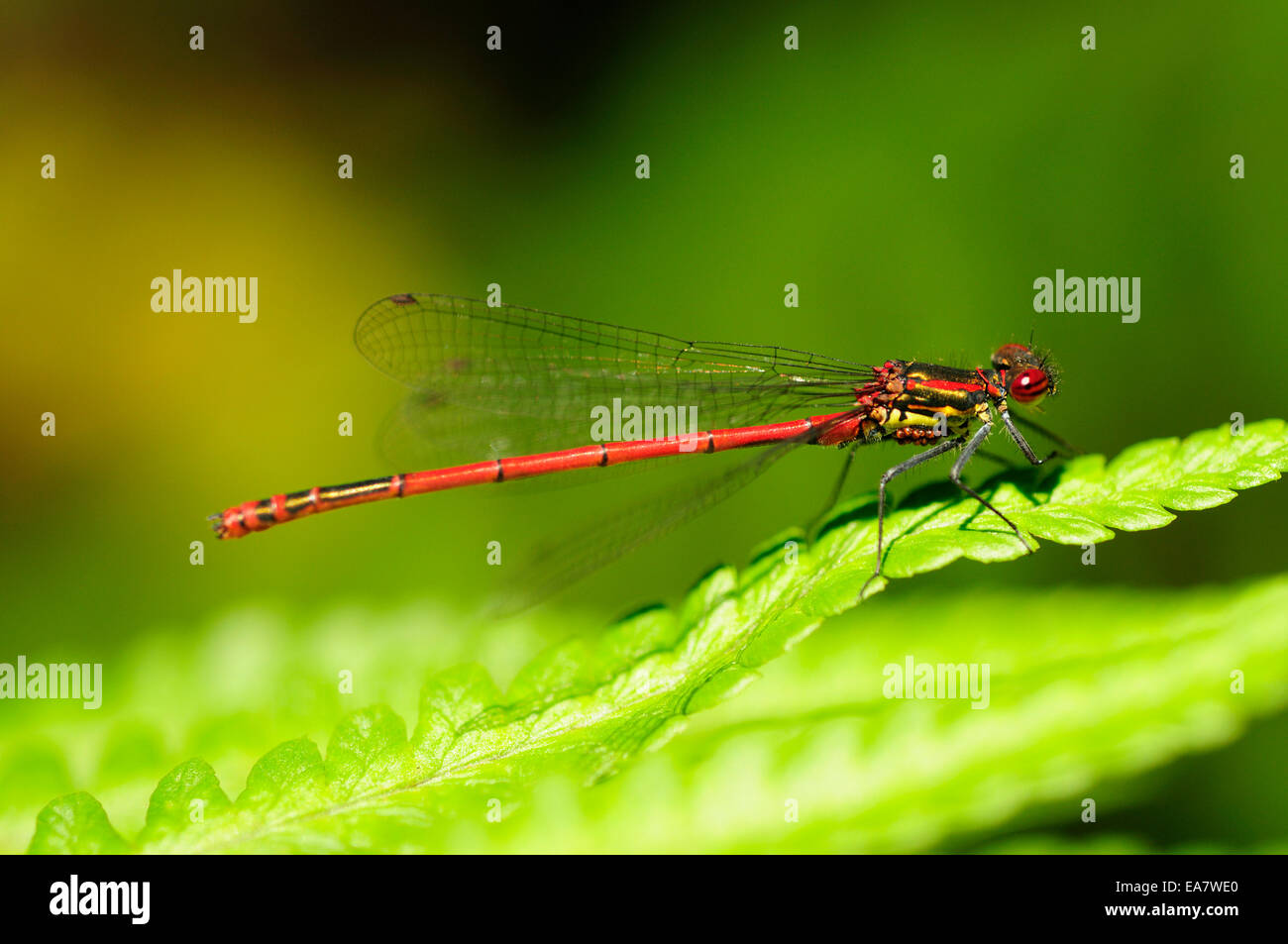 Male Large Red Damselfly (Pyrrhosoma nymphula) with mites on the thorax underside, probably of the genus Arrenurus. Stock Photo