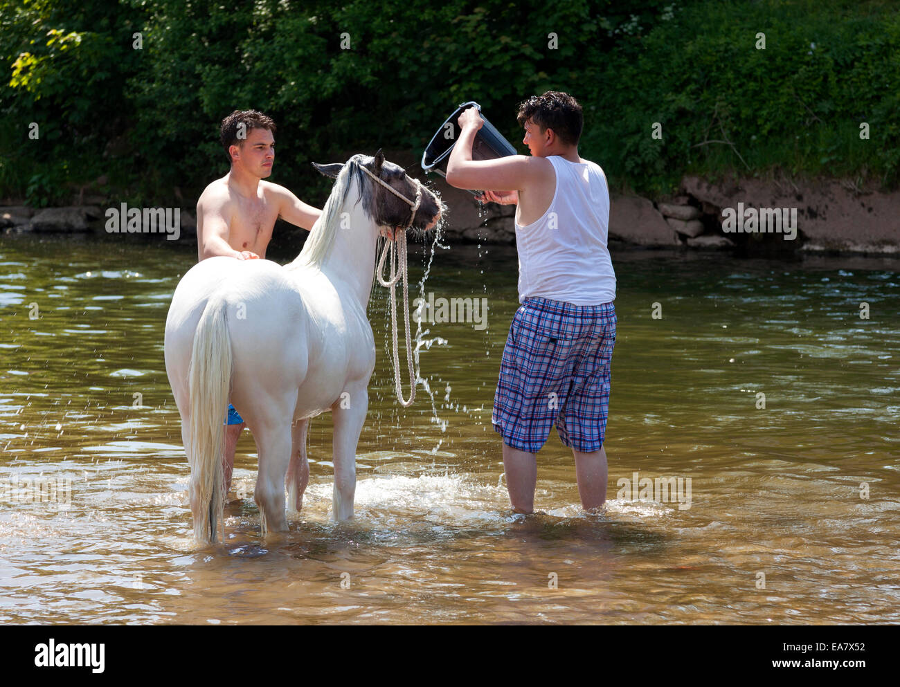 Swimming the horses in the River Eden at the historic Appleby Horse Fair, Appleby-In-Westmorland, Cumbria, England, U.K. Stock Photo