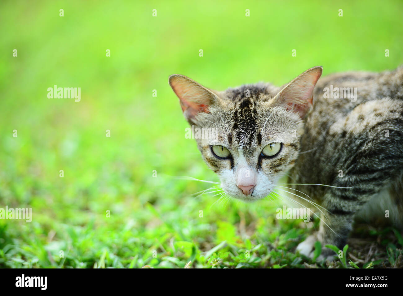 Cat on the grass Stock Photo