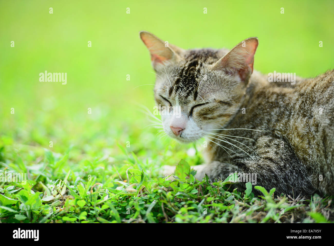 Cat on the grass Stock Photo