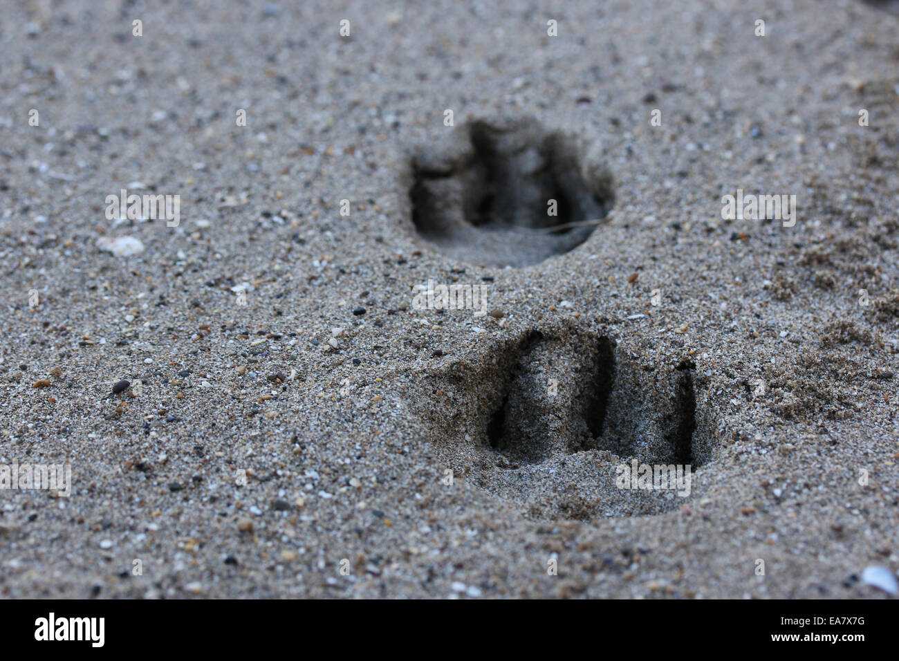 Dog Prints in the Sand Stock Photo Alamy