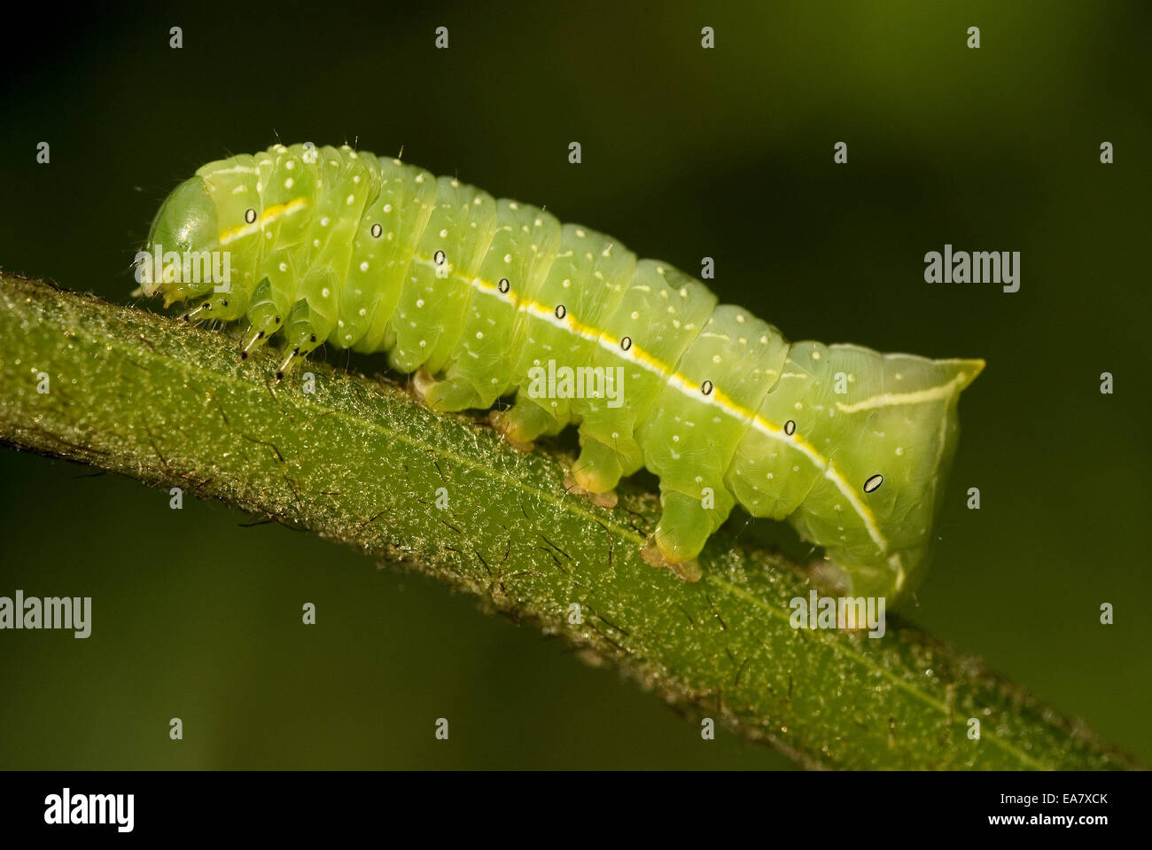 Copper Underwing, Humped Green Fruitworm, or Pyramidal Green Fruitworm larva (Amphipyra pyramidea) Stock Photo