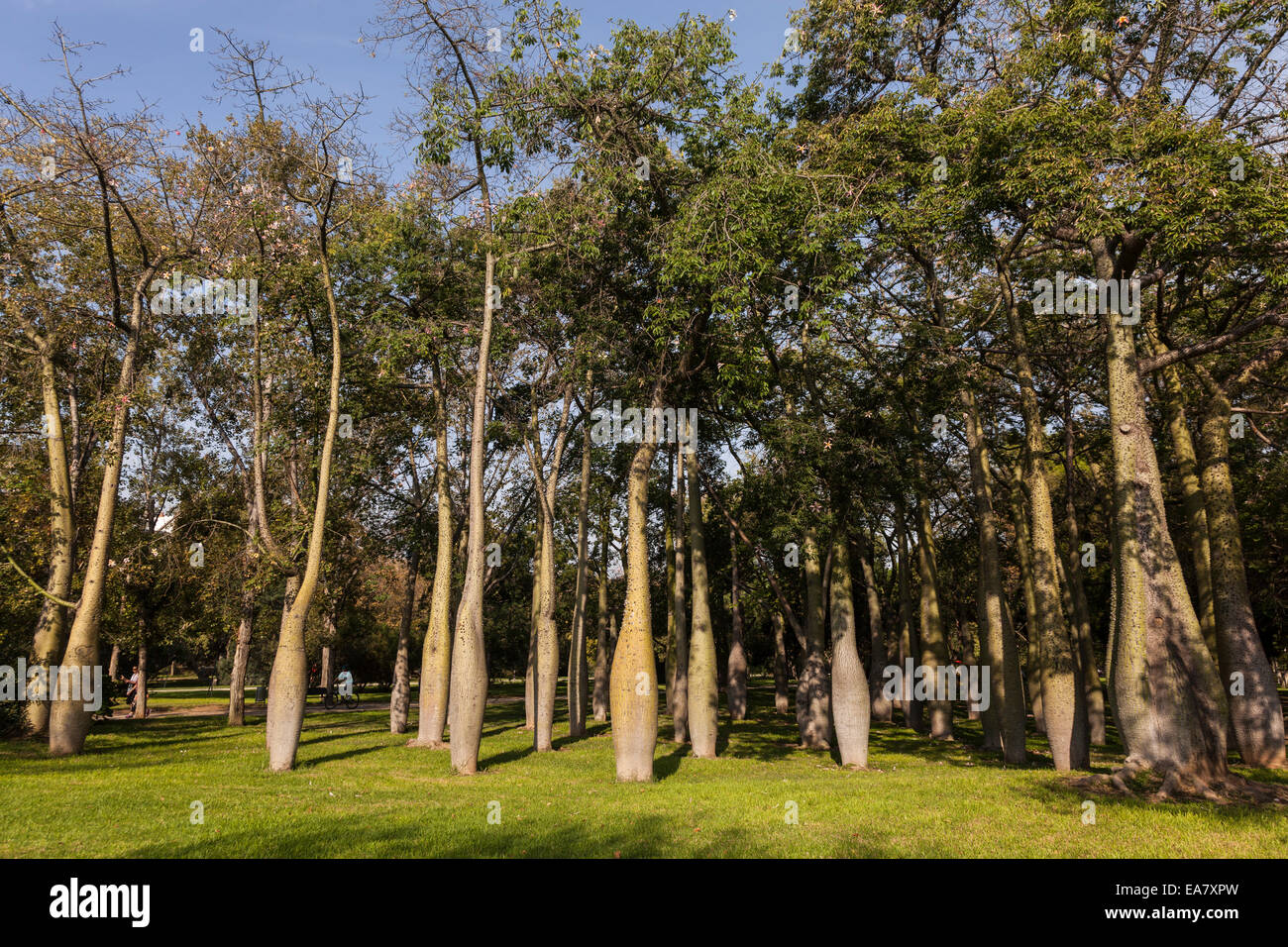 Copse of ceiba trees in the jardines de turia, Valencia, Spain. Stock Photo
