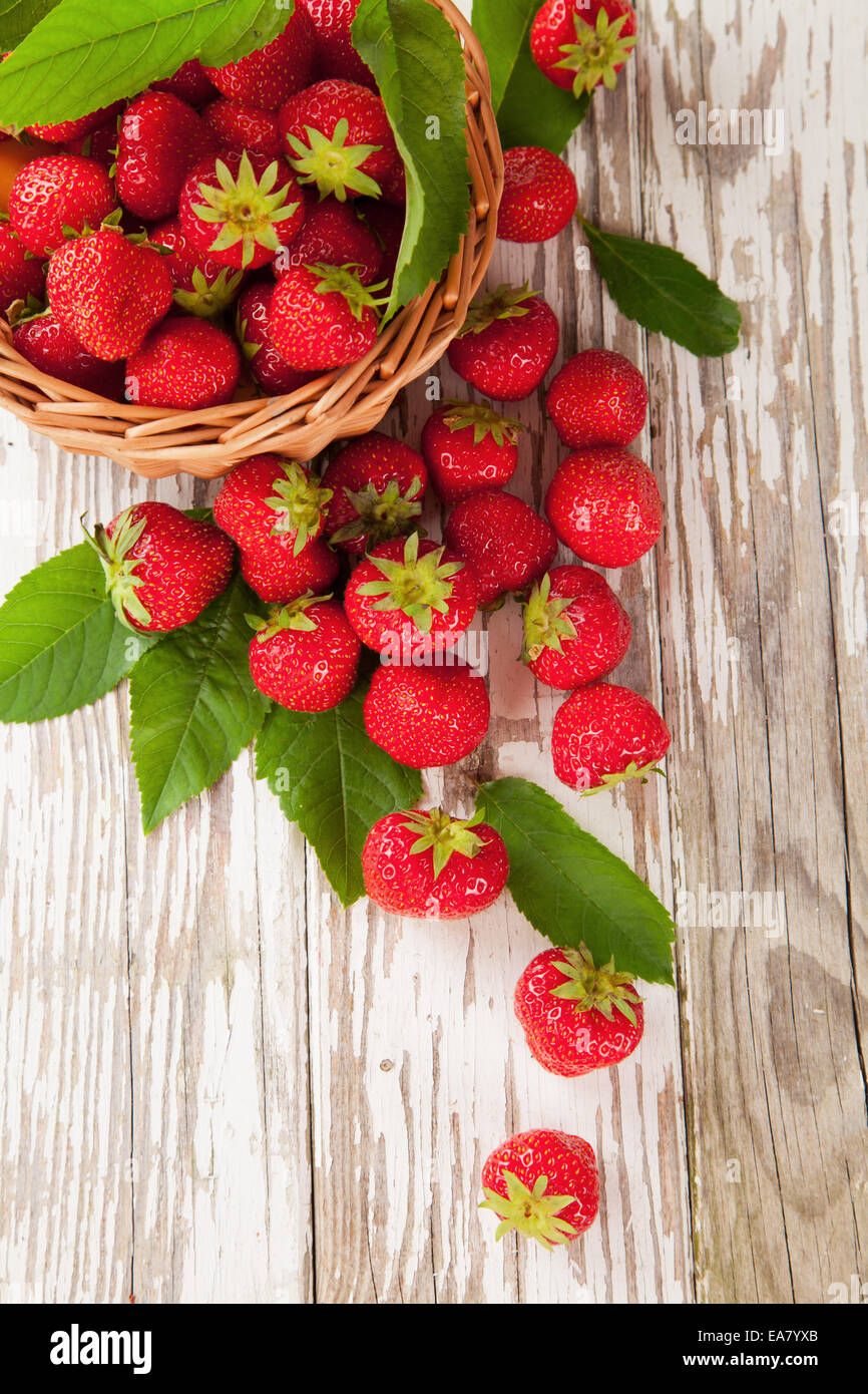 Fresh harvested strawberries in basket Stock Photo - Alamy
