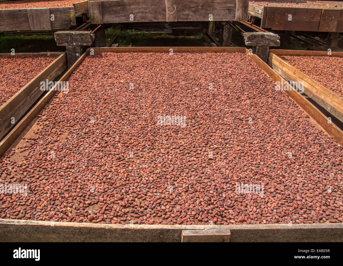 Dried cocoa beans Stock Photo