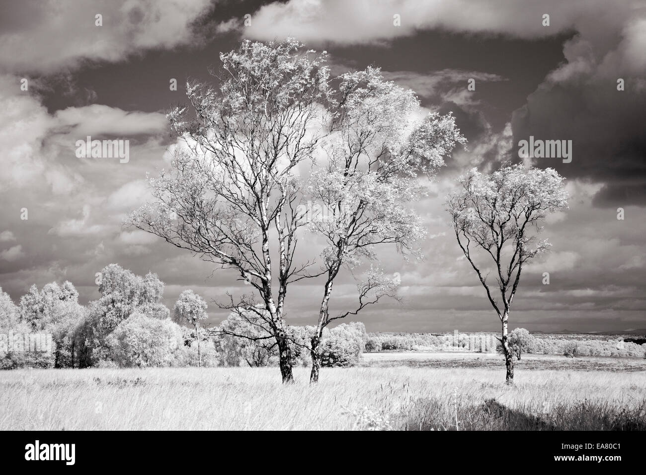 Black white landscape trees hi-res stock photography and images - Alamy