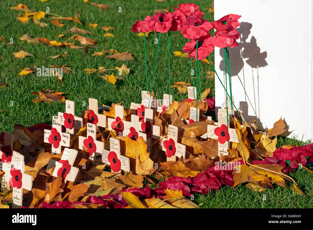 Memorial crosses and poppies in the Remembrance Day remembrance garden
