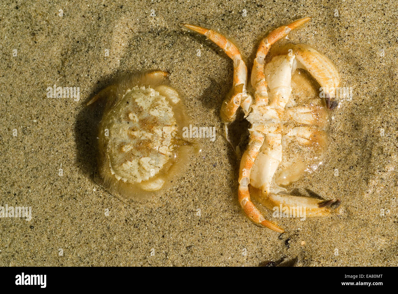 Atelecyclus undecimdentatus crab shedding the skin. Stock Photo