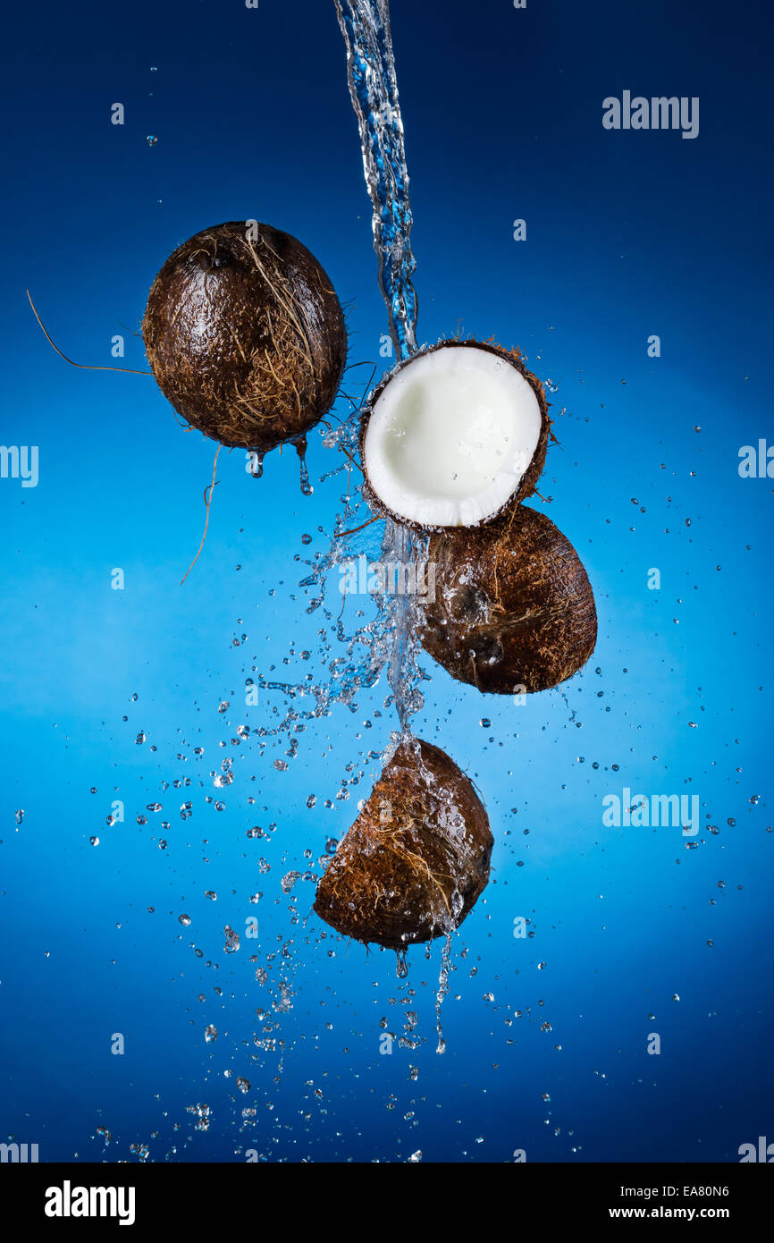 Studio shot of cracked coconuts with water splash on blue background Stock Photo