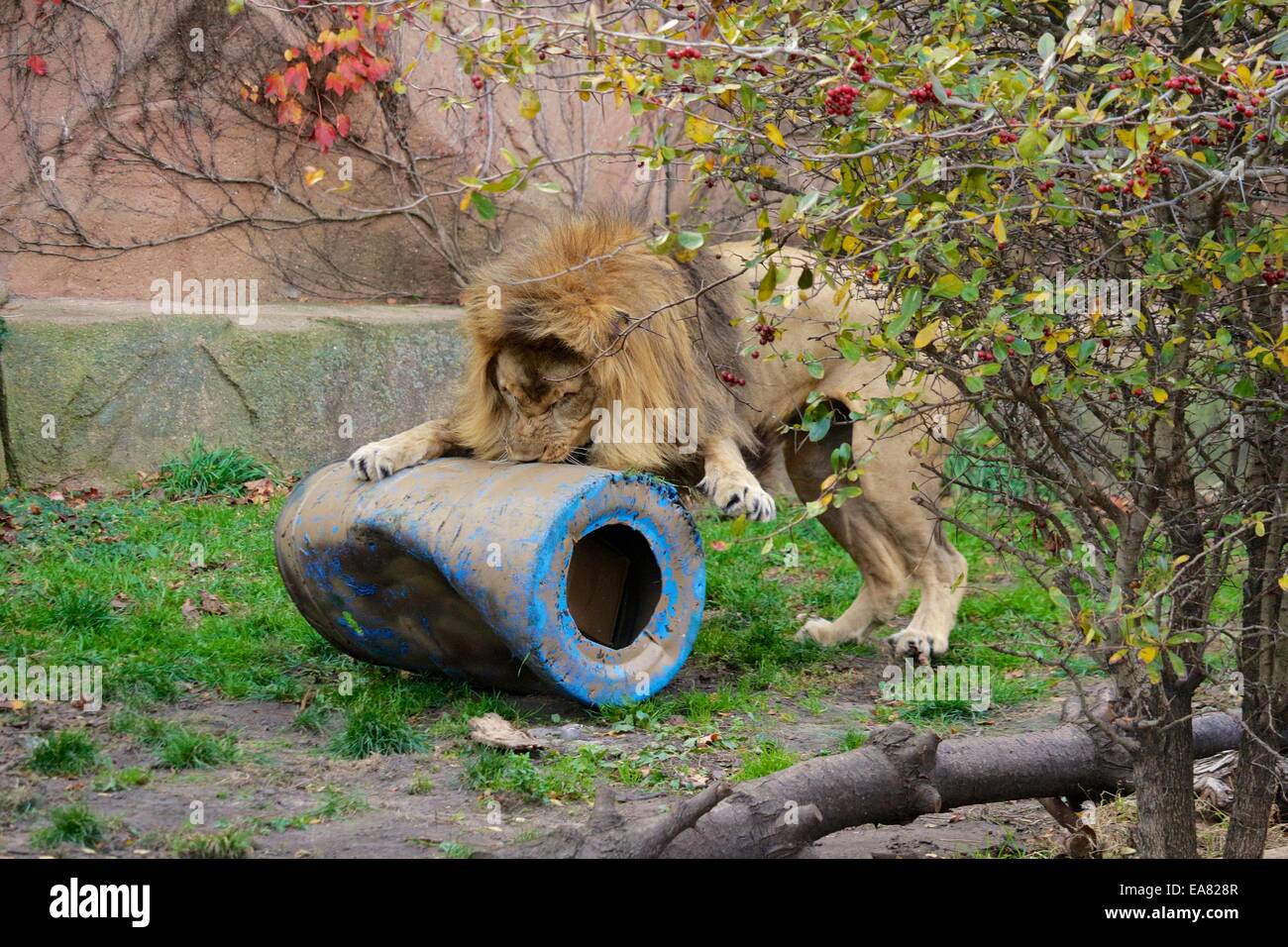 Outdoor Lion Enclosure