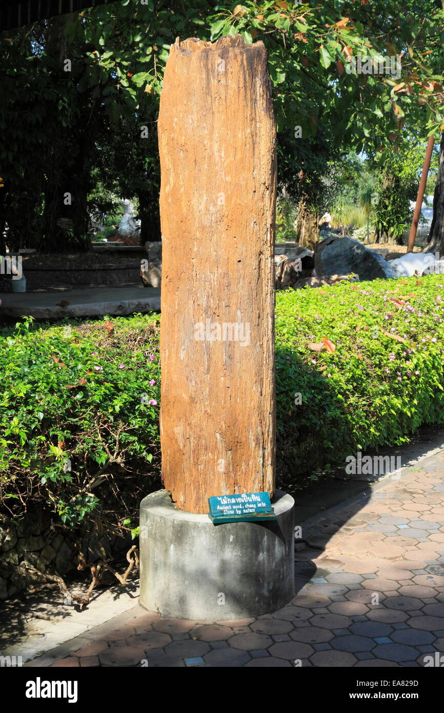 Wood turned into stone rock The Million Years Stone Park & Pattaya