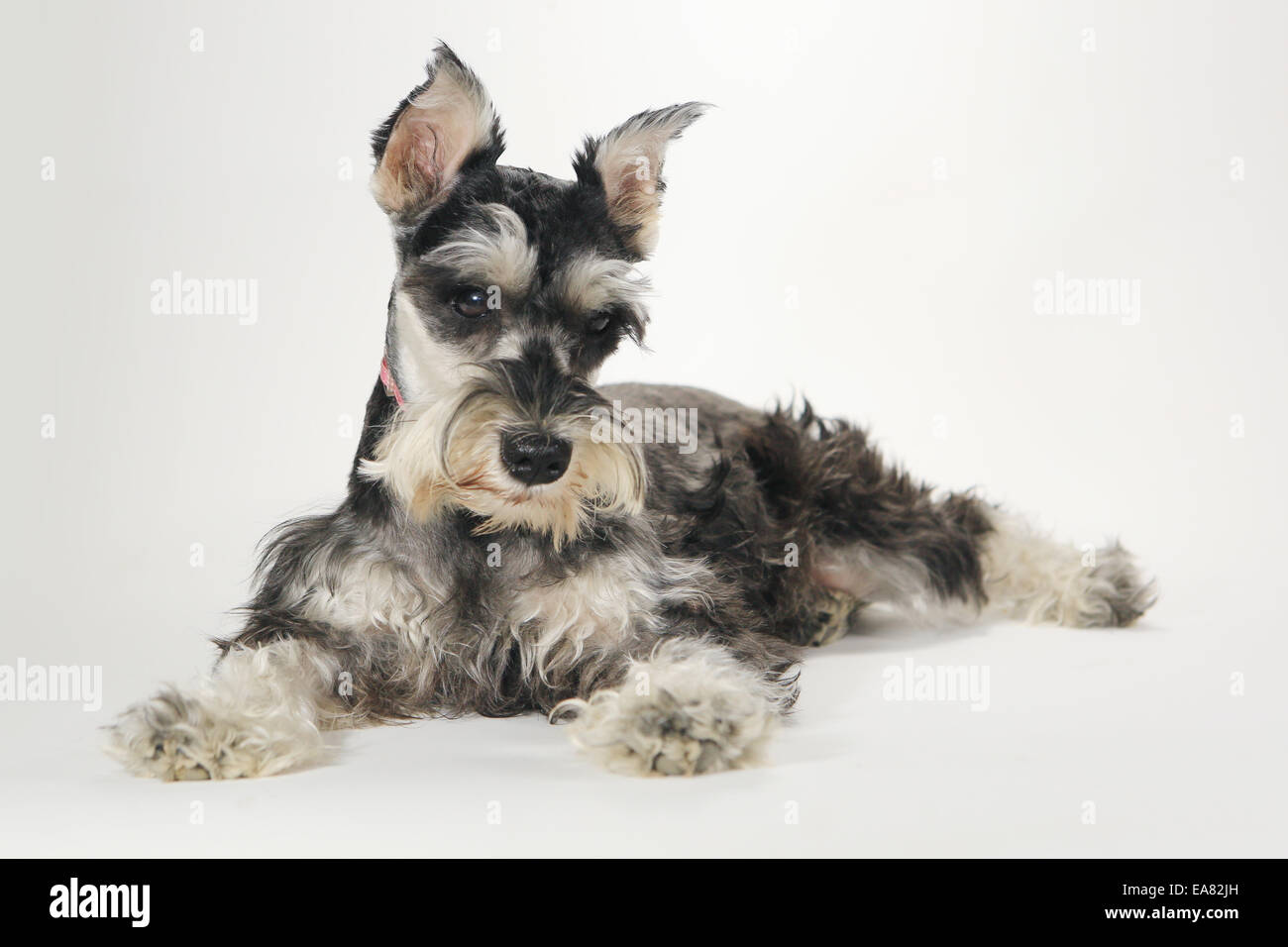 Miniature Schnauzer Puppy Dog on White Background Stock Photo