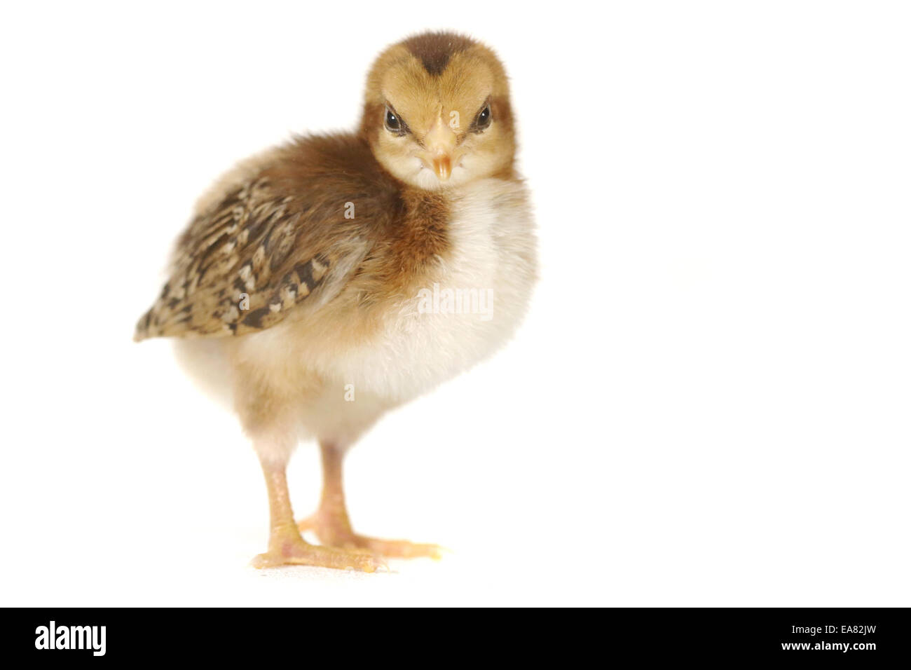 Cute Baby Chick Chicken on White Background Stock Photo - Alamy